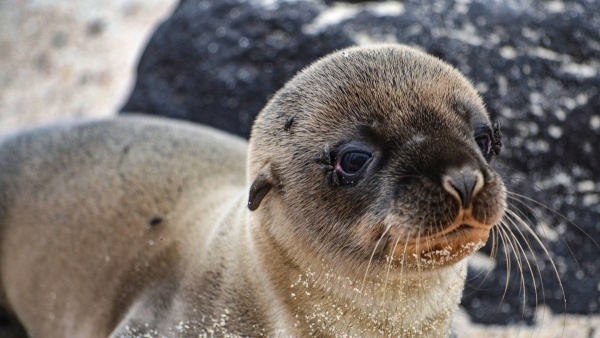 ECUADOR, AMAZÓNIA ÉS A GALÁPAGOS-SZIGETEK ***